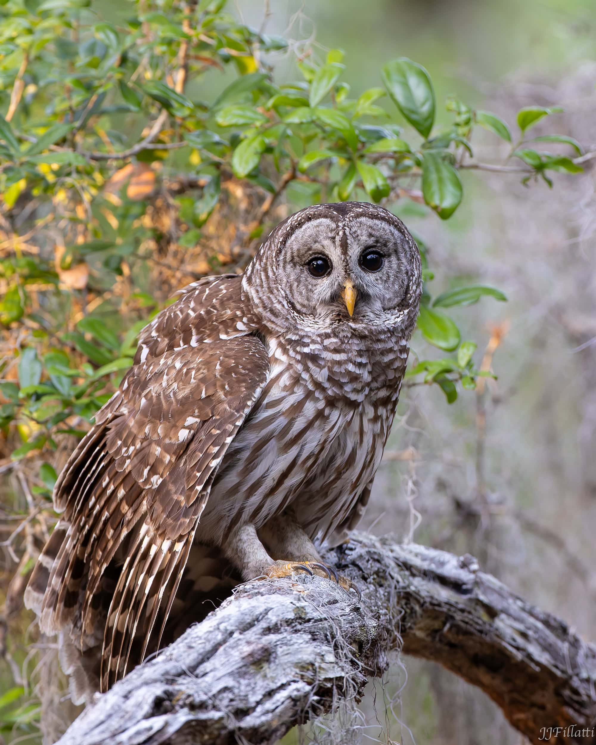 bird of florida image 23